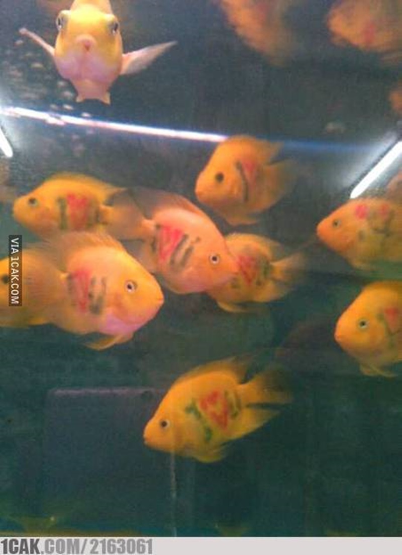 Potret kocak orang dalam memelihara ikan yang bikin geleng-geleng kepala